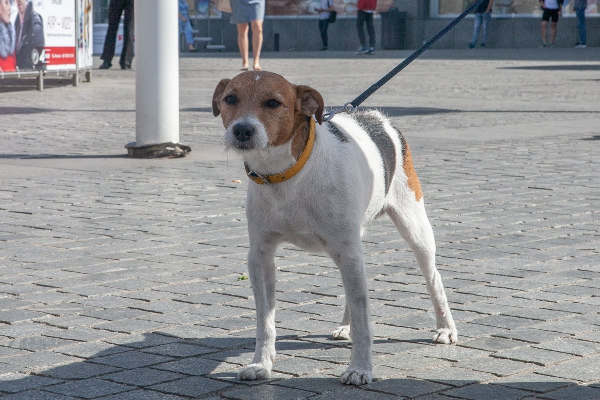 Пришел бороться за права
