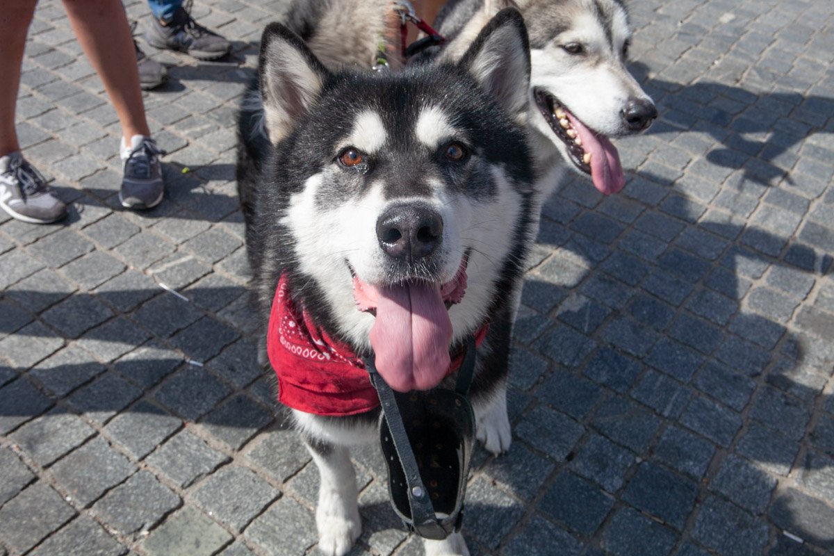 Пушистое счастье