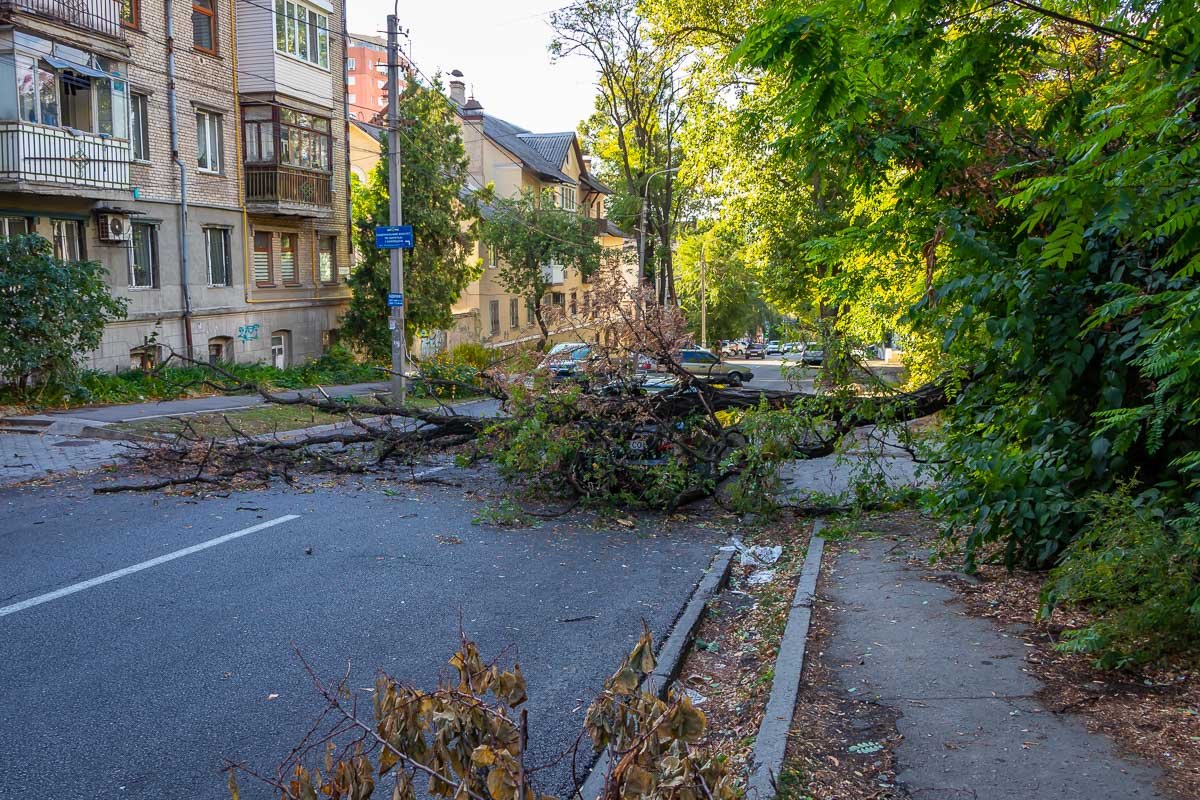 На автомобиль упала ветка На автомобиль упала ветка