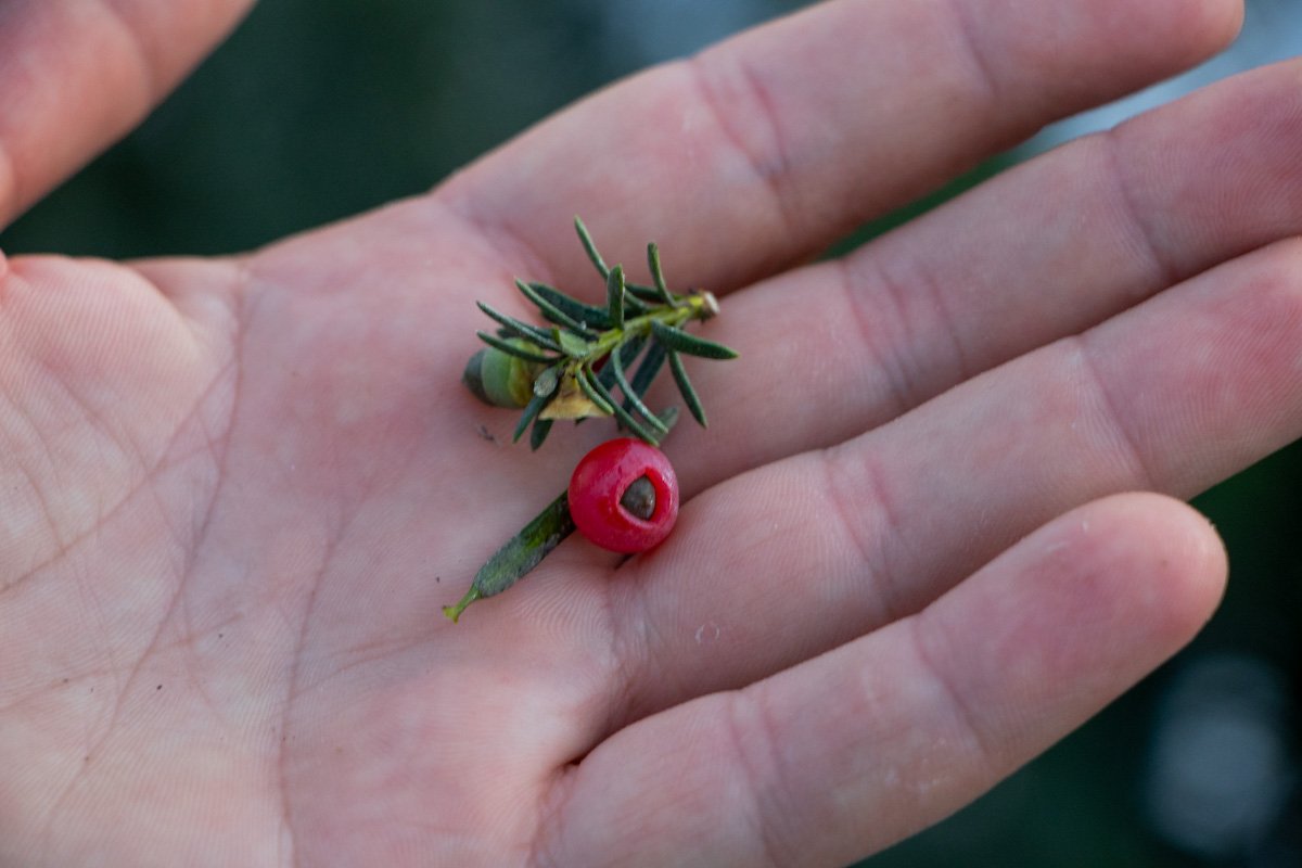 Сами ягоды безвредны Сами ягоды безвредны