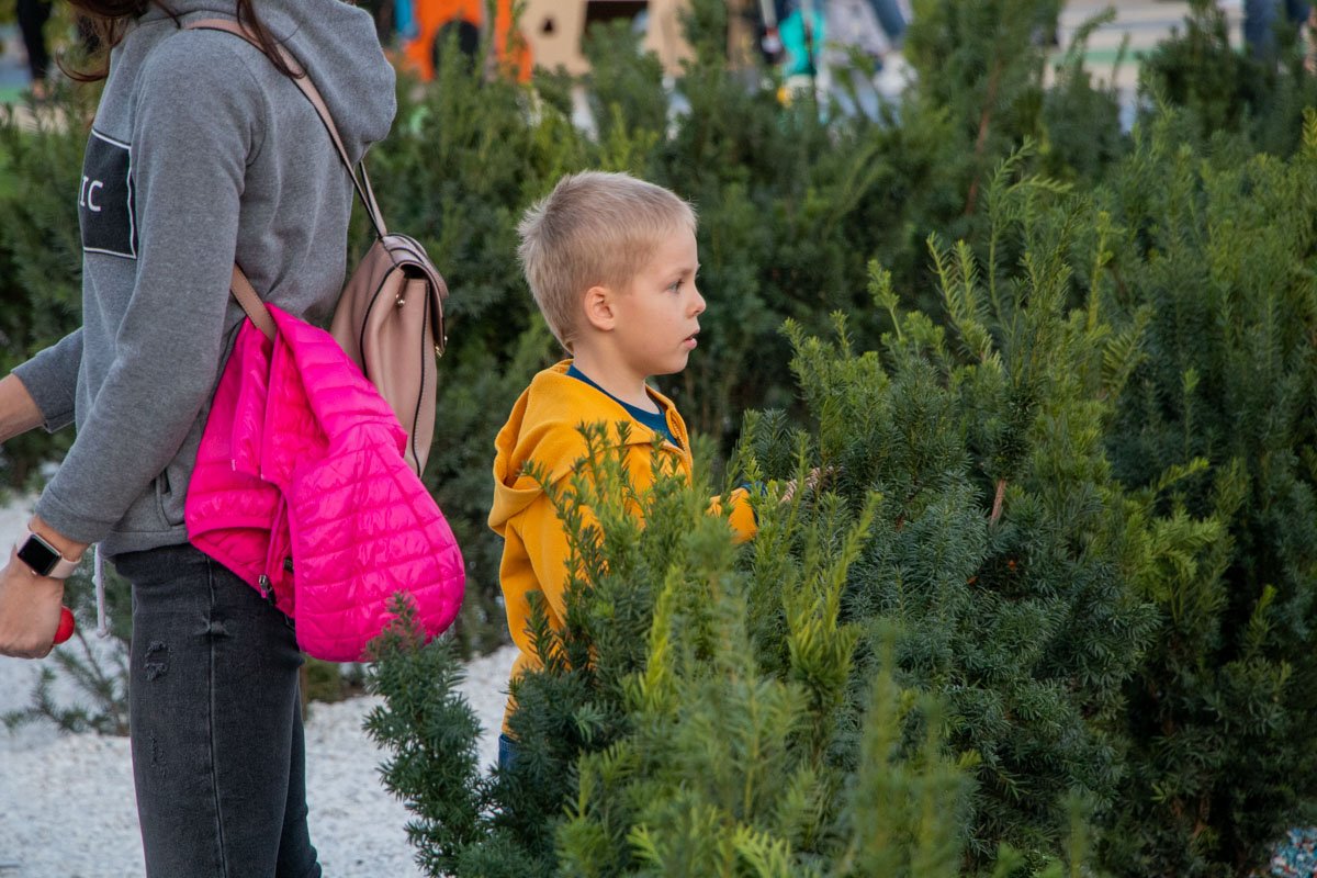 Для животных и людей растение ядовитое Для животных и людей растение ядовитое