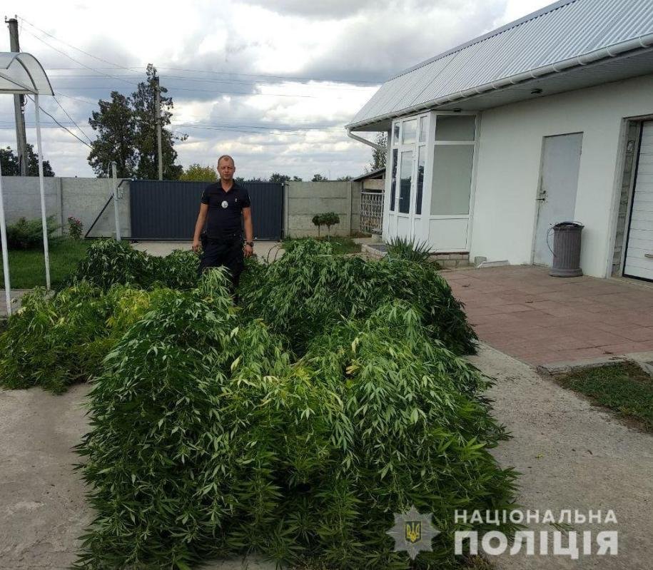 Под Днепром у фермера обнаружили плантацию конопли