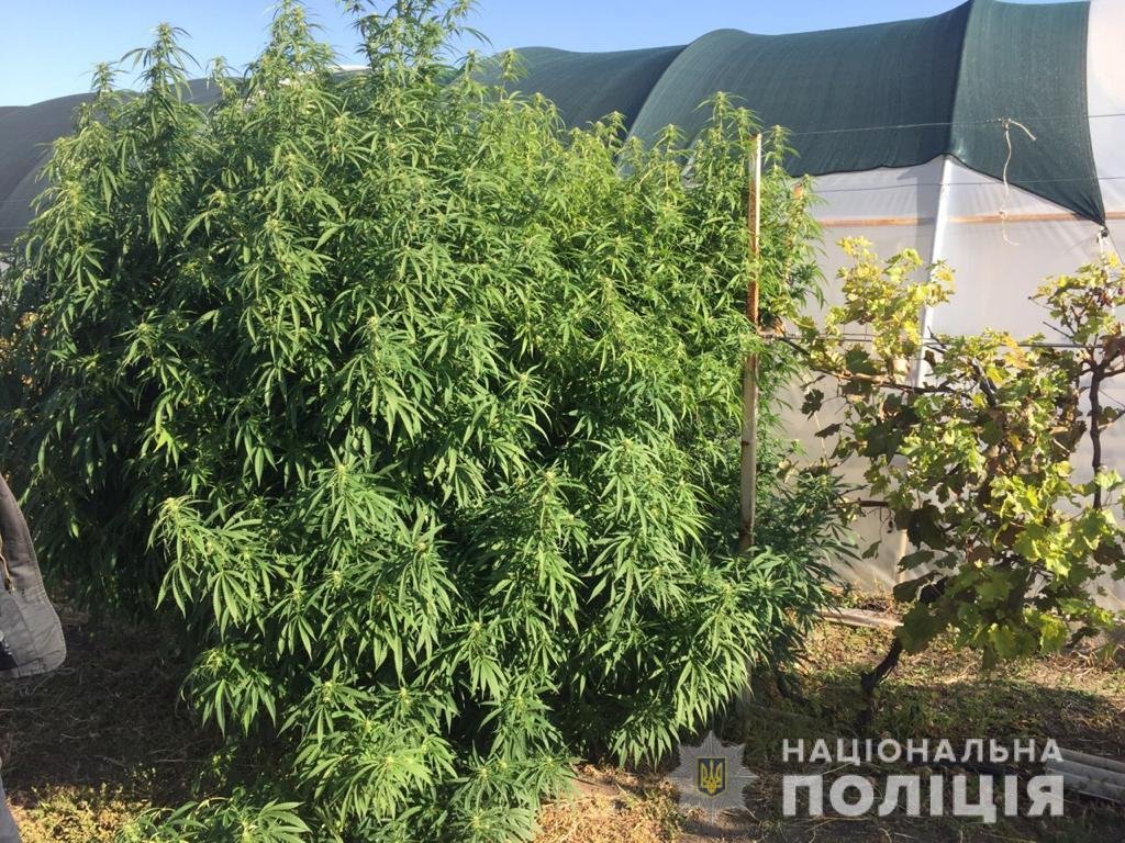 Среди теплиц с овощами полицейские обнаружили пятиметровые кусты конопли