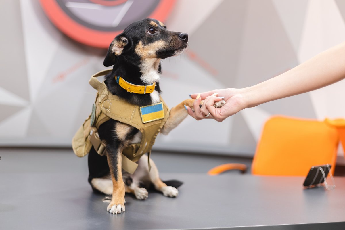 Добби - куча любви в маленькой тактической жилеточке