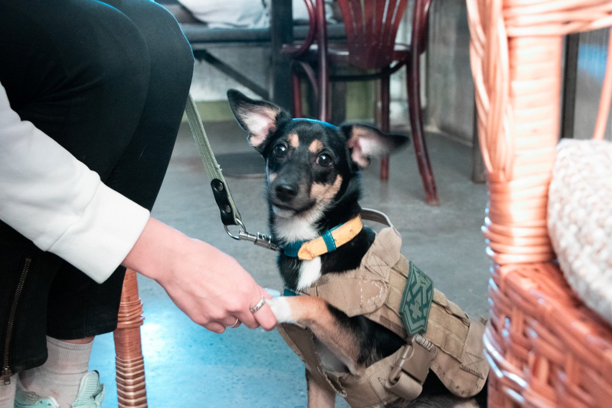 Я даю лапу только тогда, когда сам этого хочу