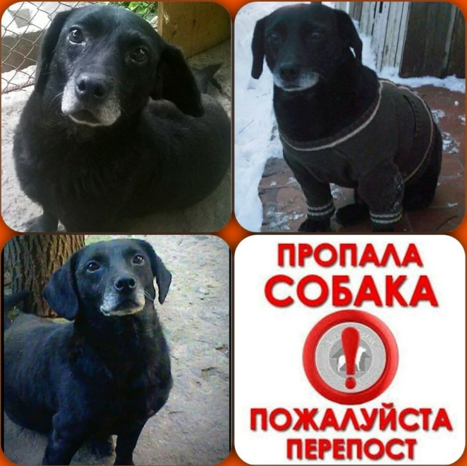 В Днепре пропало много животных: помогите найти 4