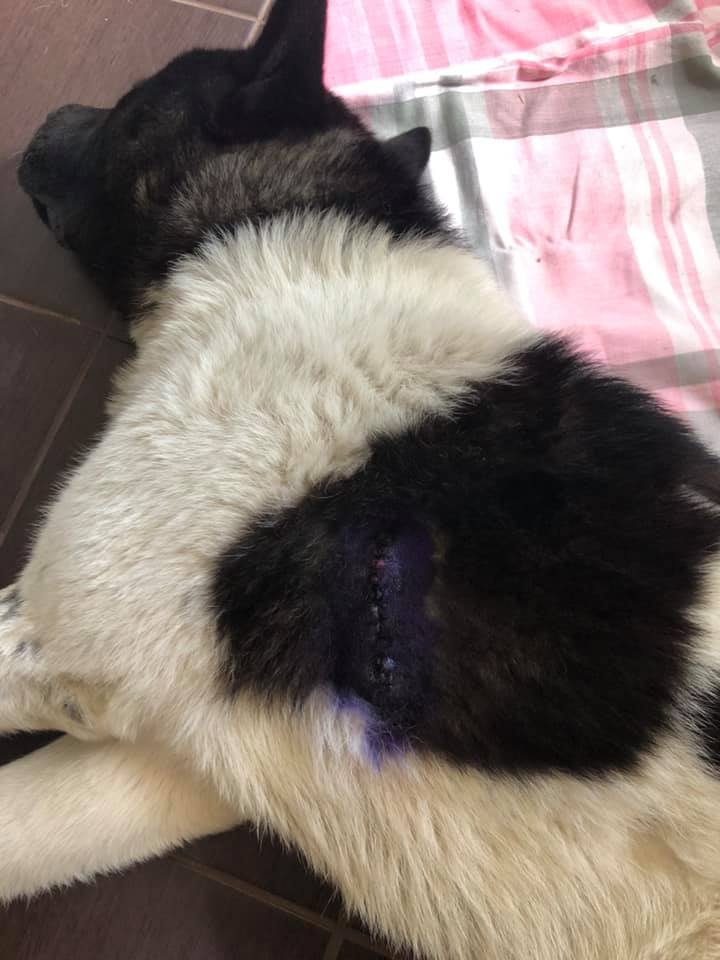 В Днепре мужчина жестоко расстрелял собаку