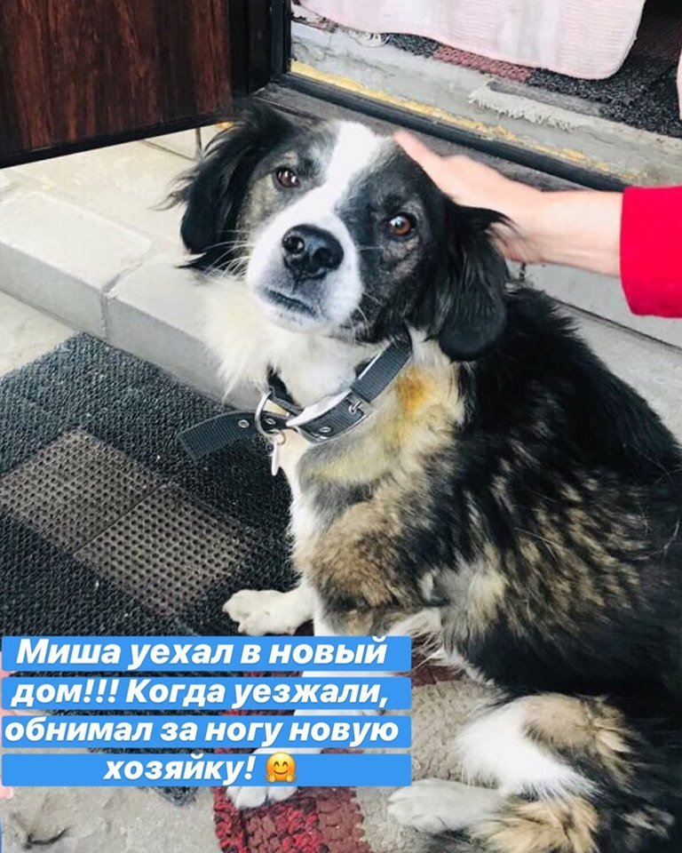 Собака, которой хозяин перерезал горло, нашла новый дом Собака, которой хозяин перерезал горло, нашла новый дом