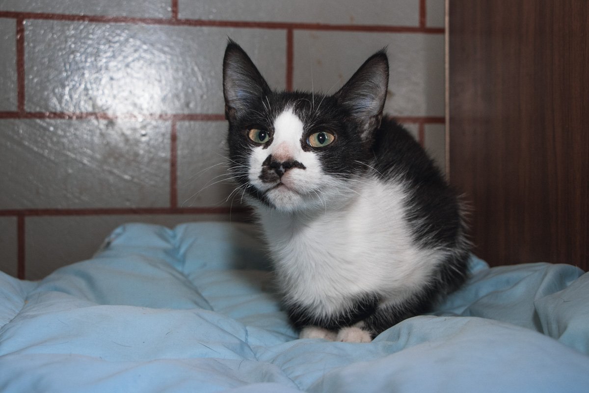 Энди Кауфман