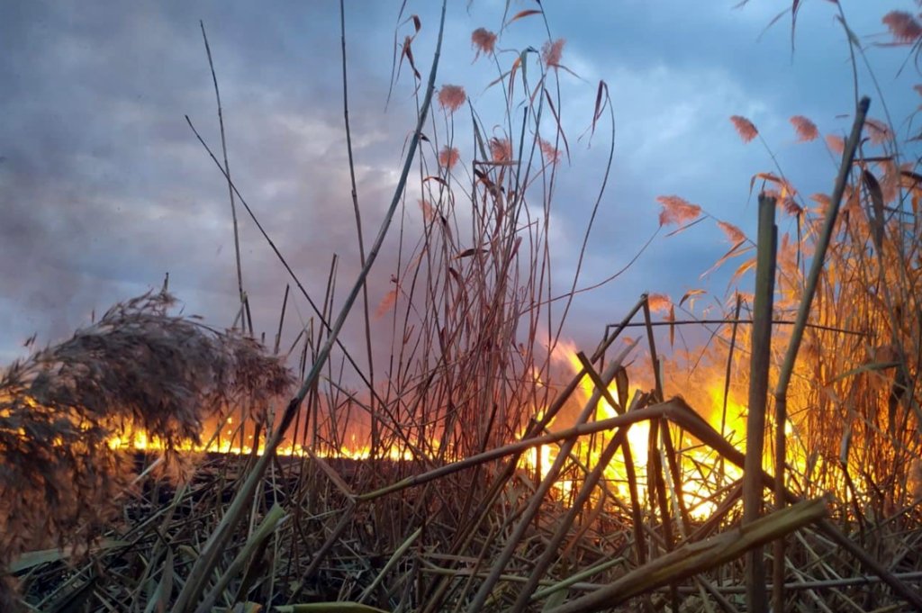 Горела сухая трава и камыш Горела сухая трава и камыш