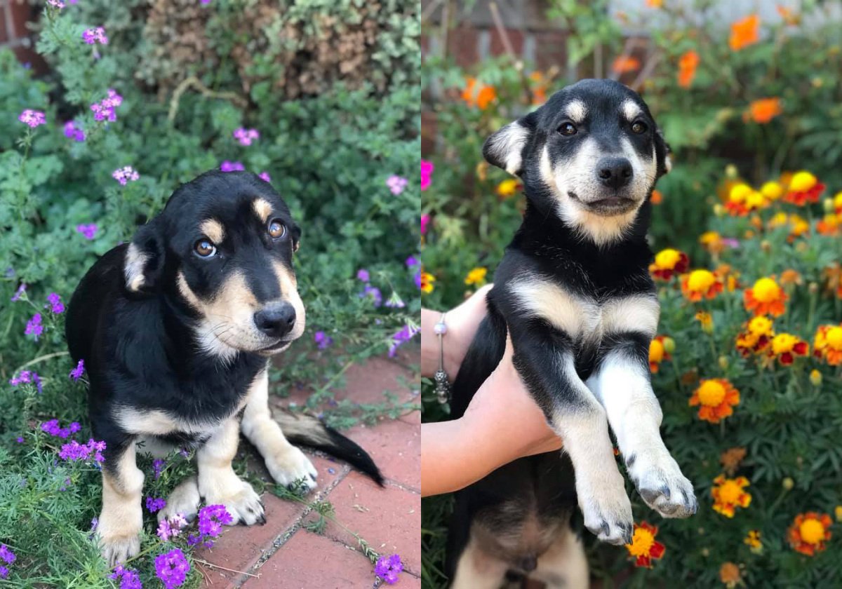 Сладенькие пирожочки мечтают стать вашими лучшими друзьями