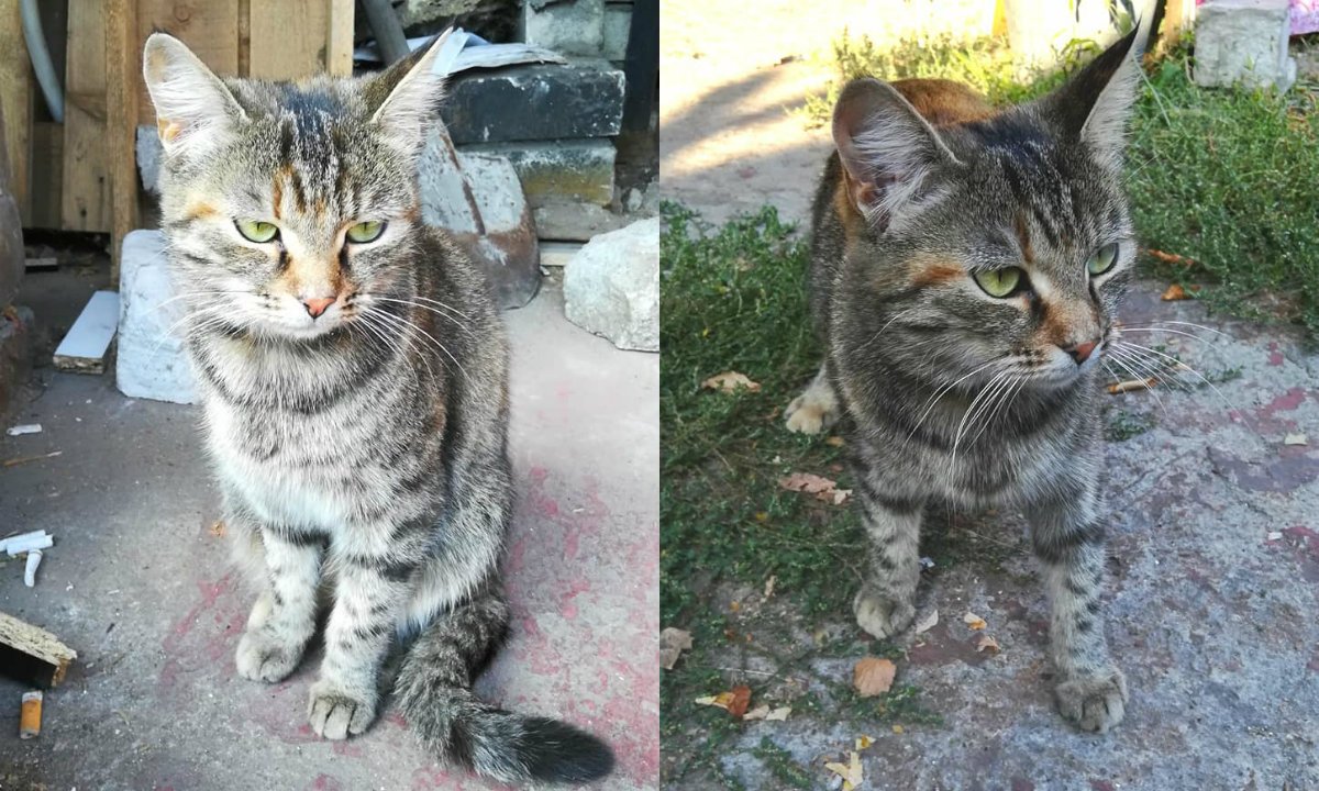 Как бы она не пыталась выглядеть серьезной, стоит почесать ей пузико, как девочка превращается в пластилин