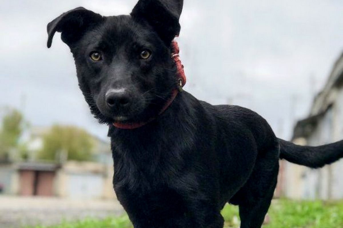 Милый песель ищет любящих приемных маму и папу