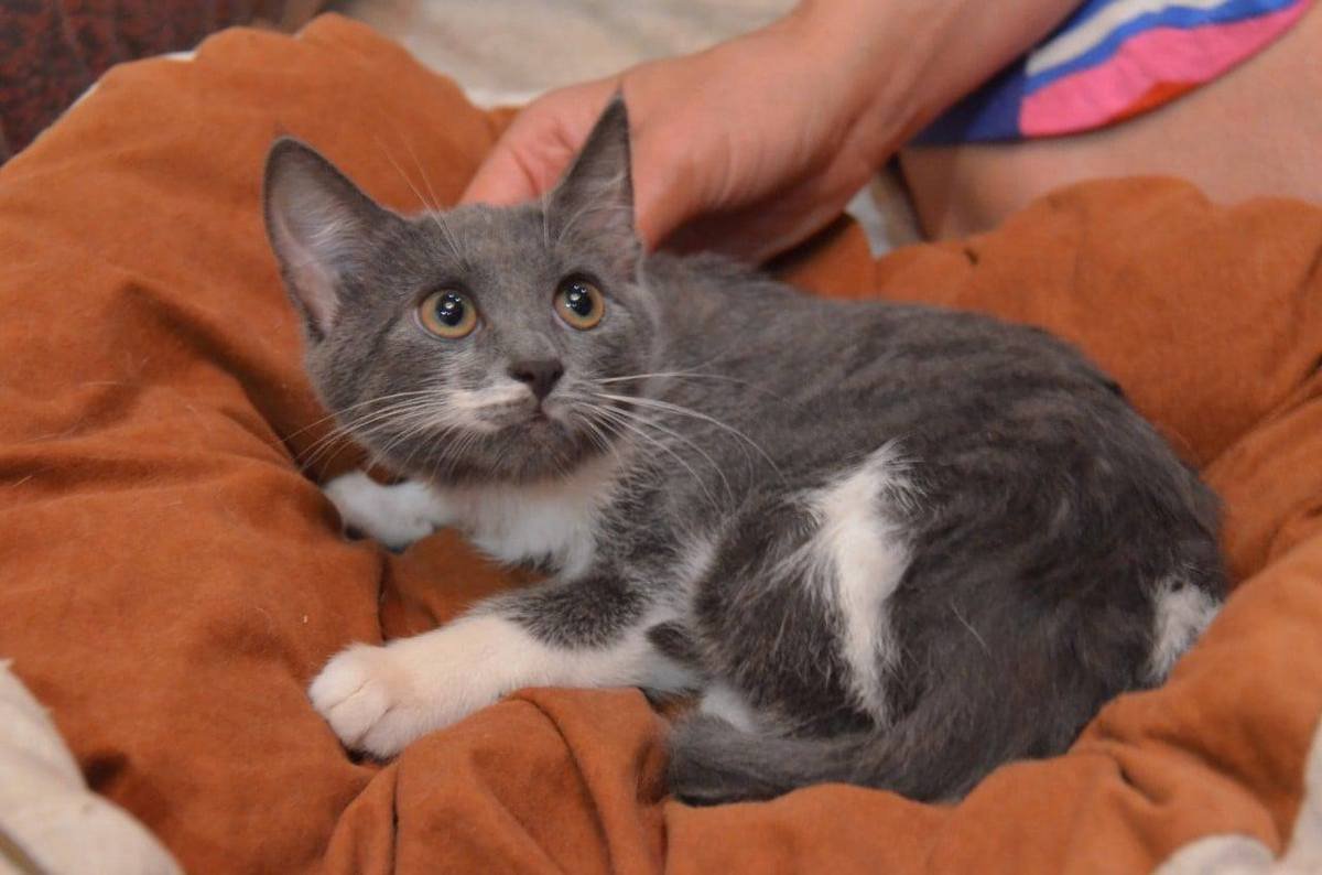 Подарите тепло и любовь: какие животные ищут дом в Днепре 6