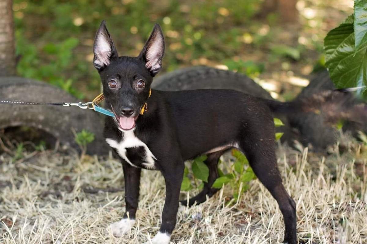 Будто в смокинге и белых перчаточках