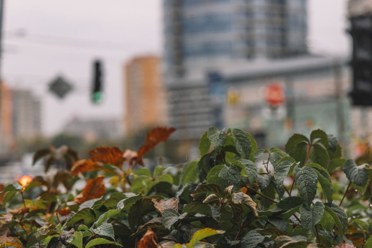 Совсем скоро листва поменяют цвета