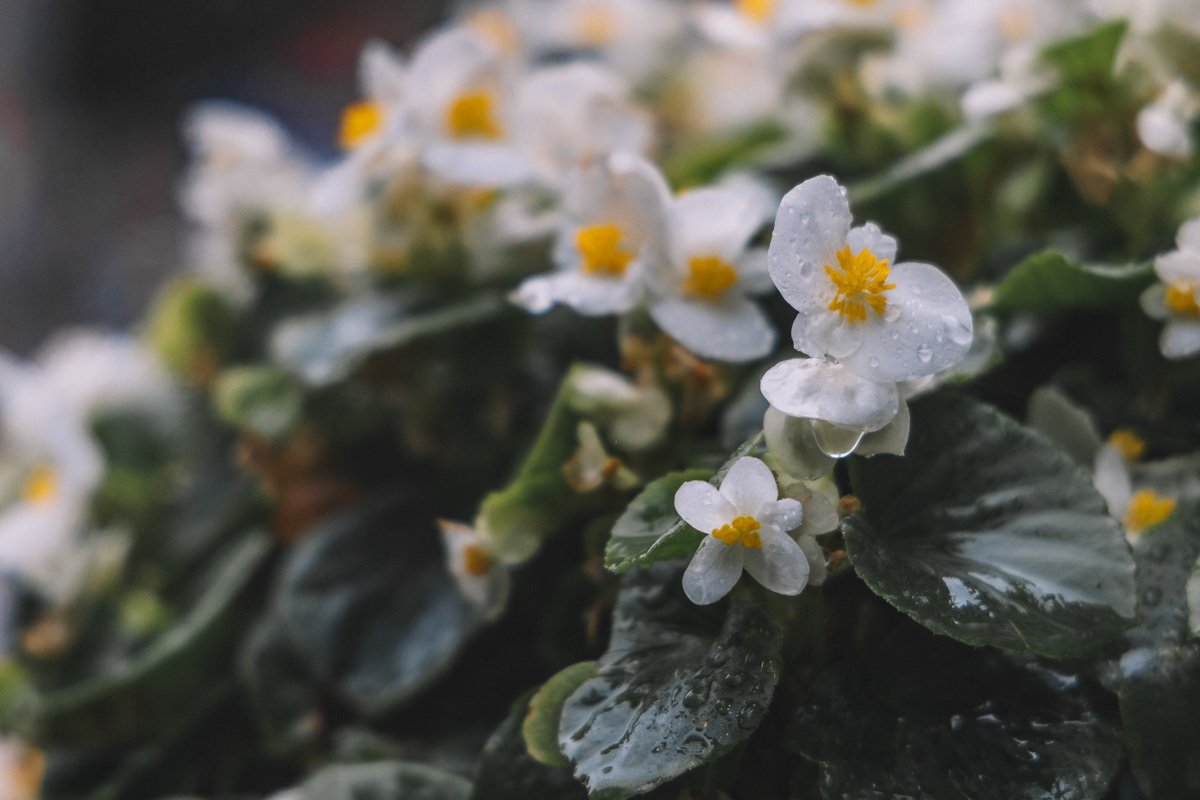 Есть что-то прекрасное в дожде