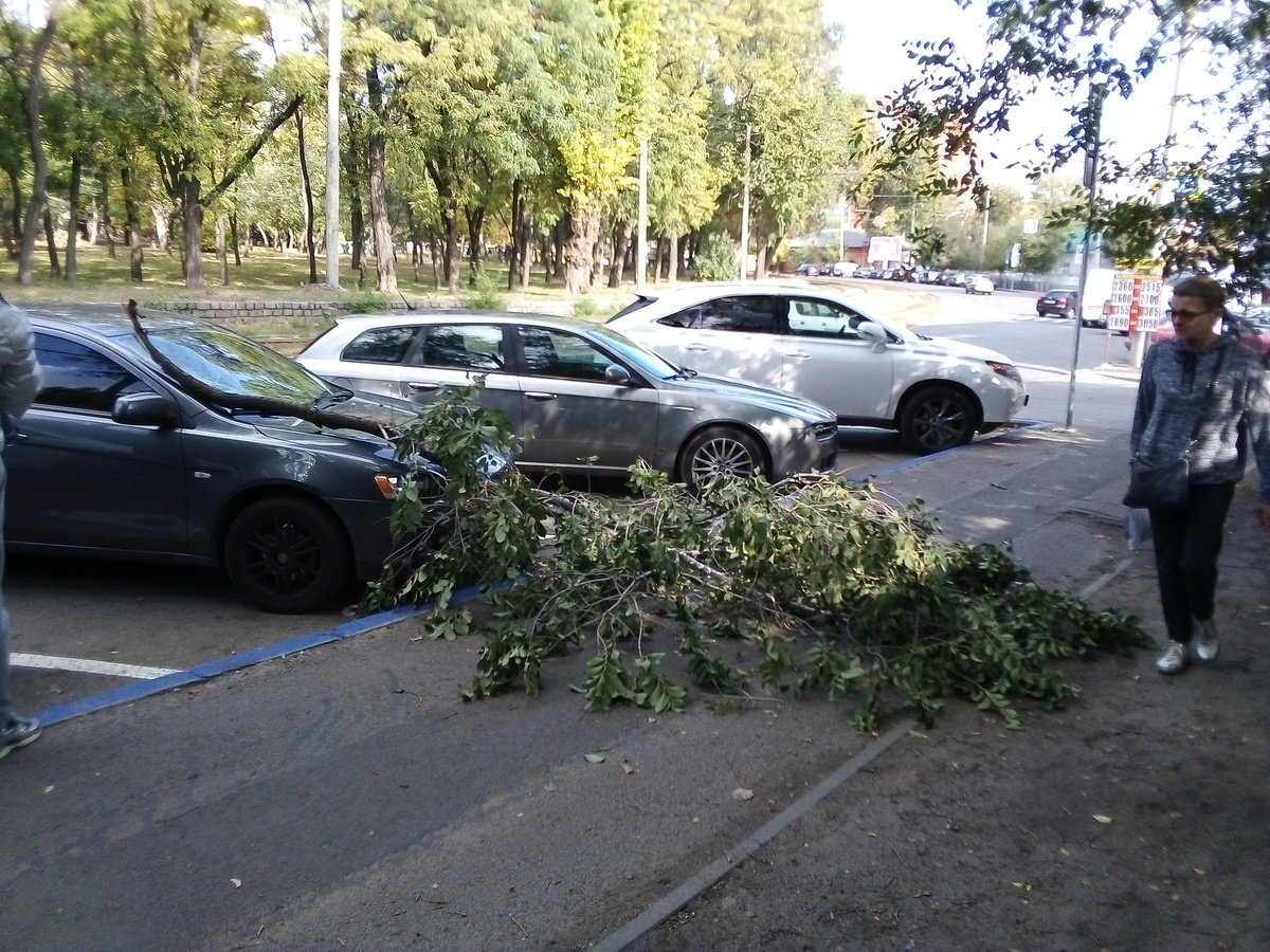 В Днепре ветка упала на припаркованный Mitsubishi 