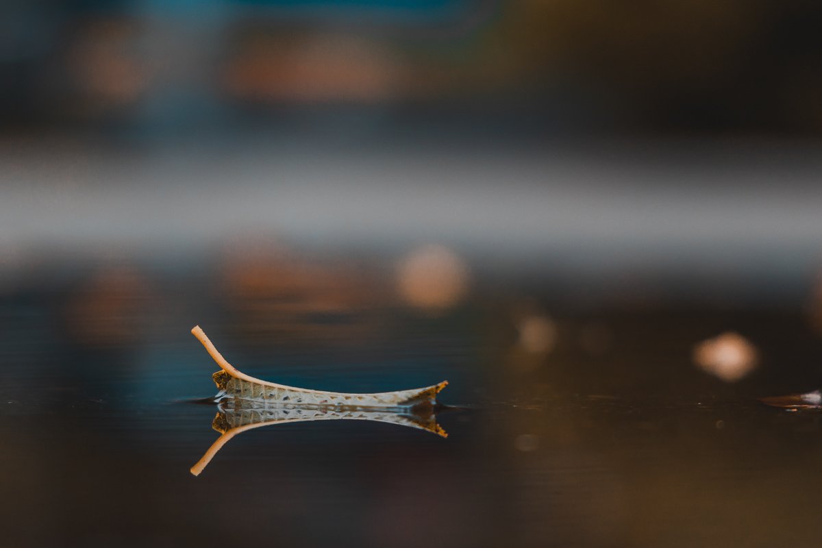 к зиме, к зиме все движется в умах,