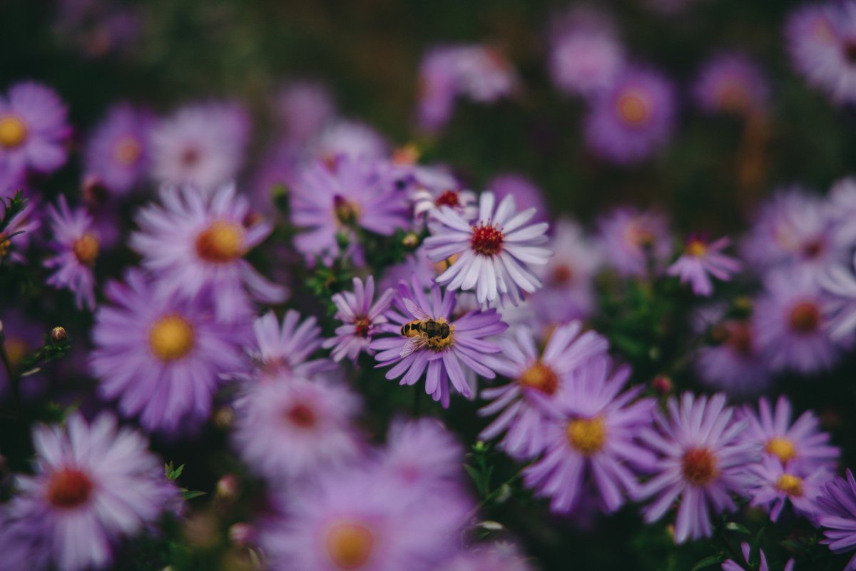 и я гляжу, как за церковным садом