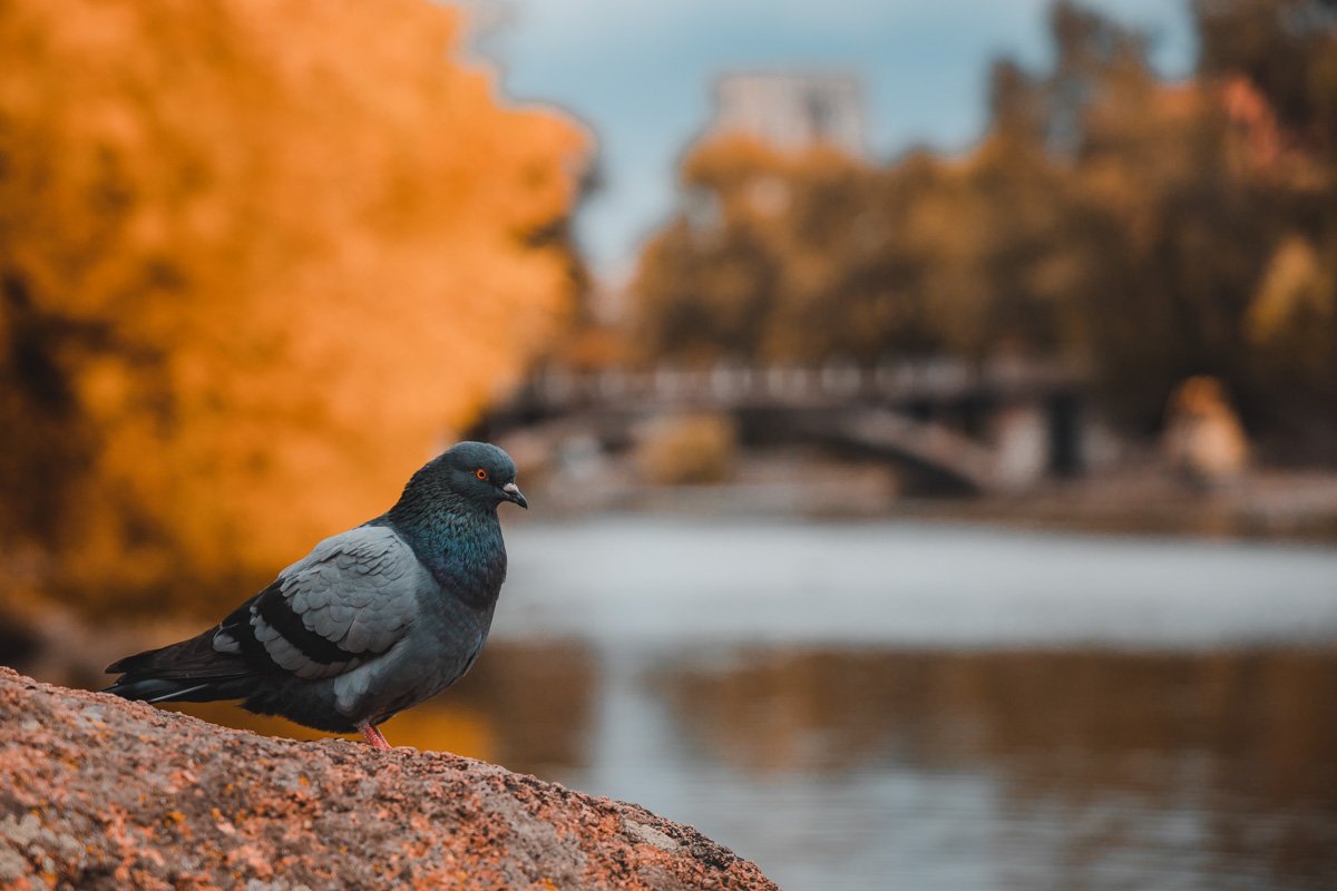 волнуется, готовясь к снегопадам.