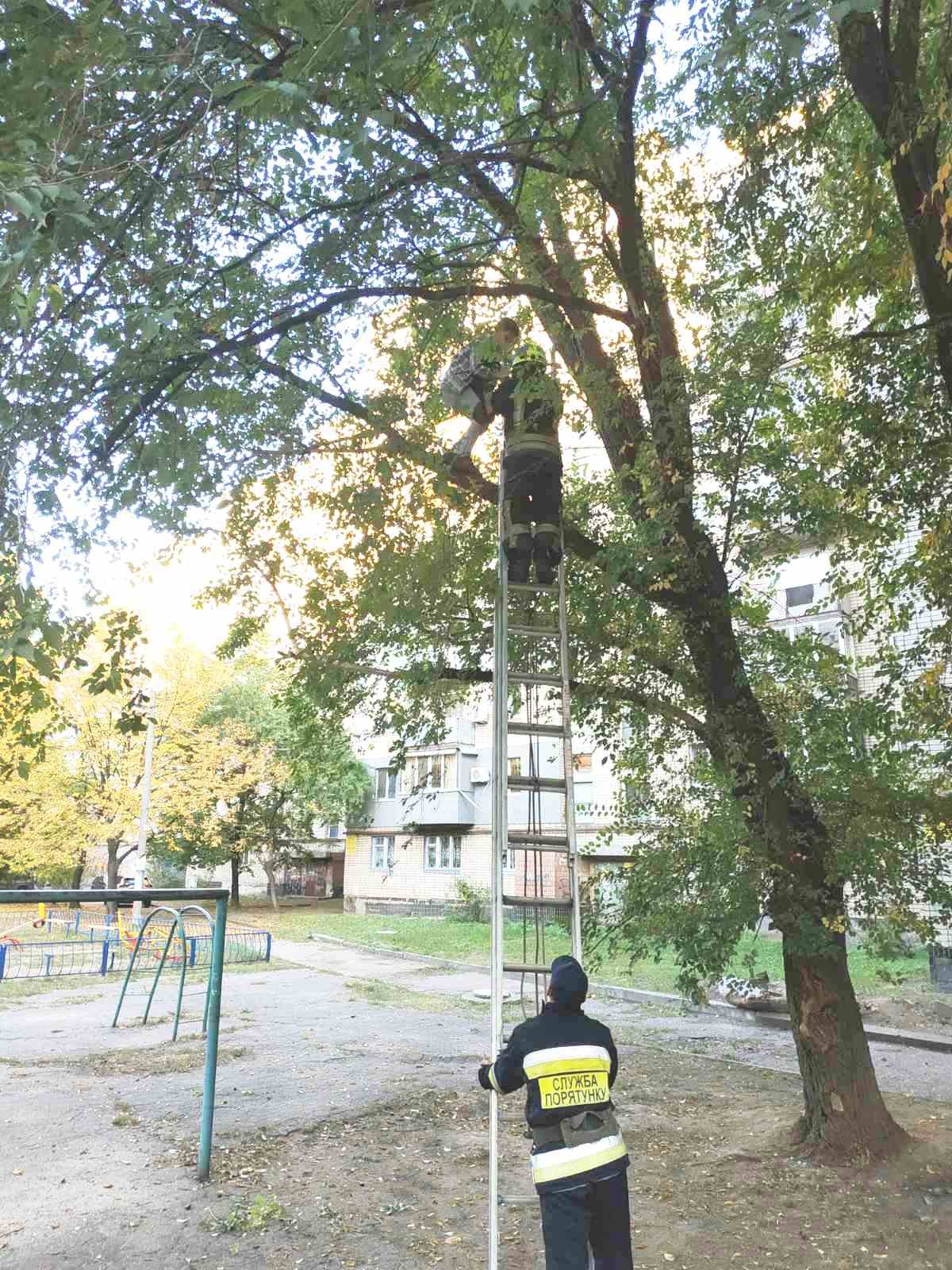 10-летний мальчик залез на дерево и не смог слезть 