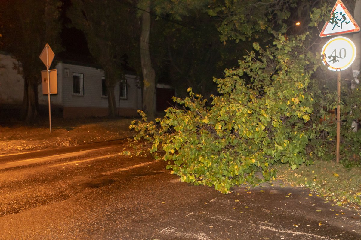 Ветка занимает всю полосу движения