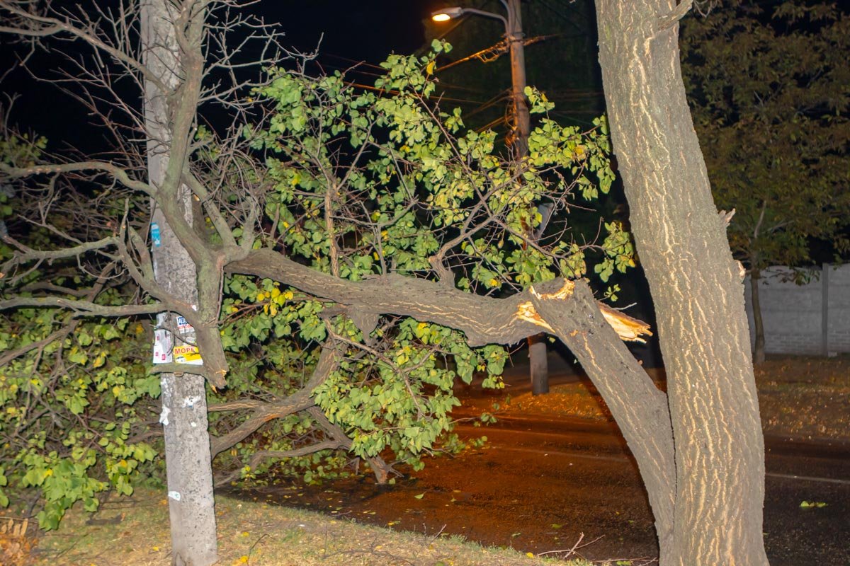 Дерево надломилось и не удержало ветвь