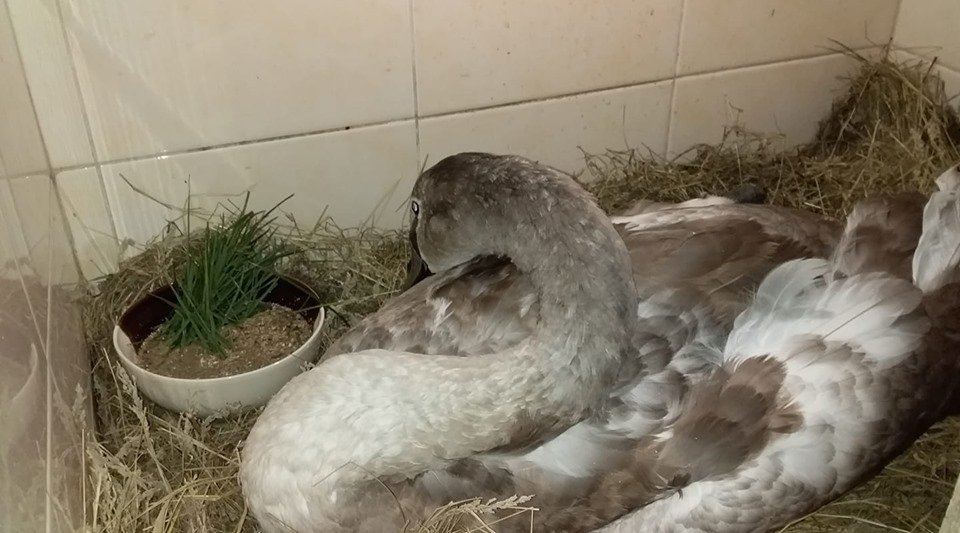 В Днепре полицейские спасли лебедя В Днепре полицейские спасли лебедя