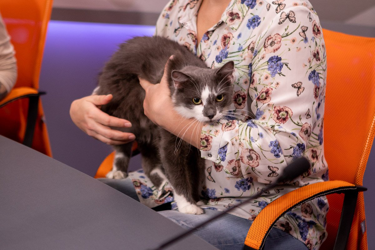 Котики ждут своих человеков Котики ждут своих человеков