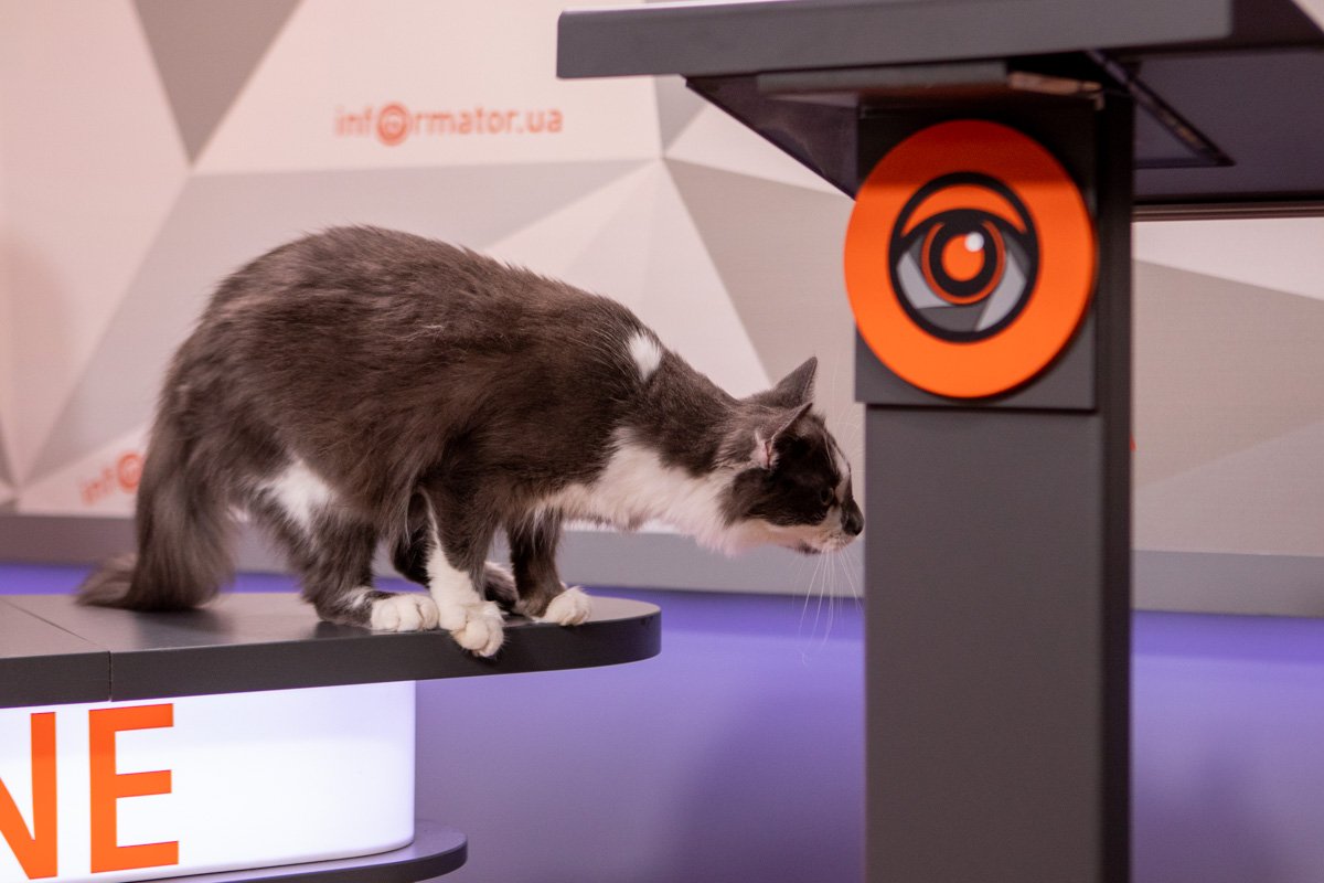 Пушистая звезда Пушистая звезда