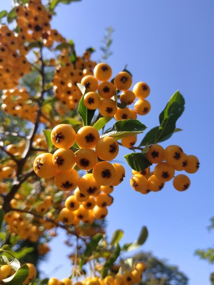 Приходите встречать осень Приходите встречать осень