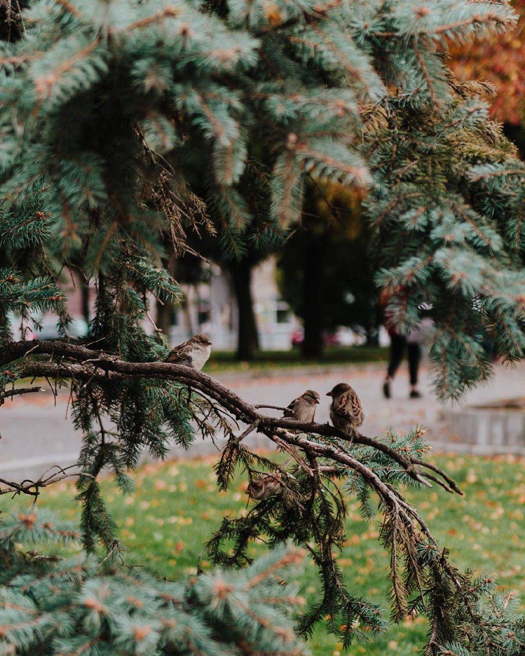 Настроение - осень. Фото: alonjasha Настроение - осень. Фото: alonjasha