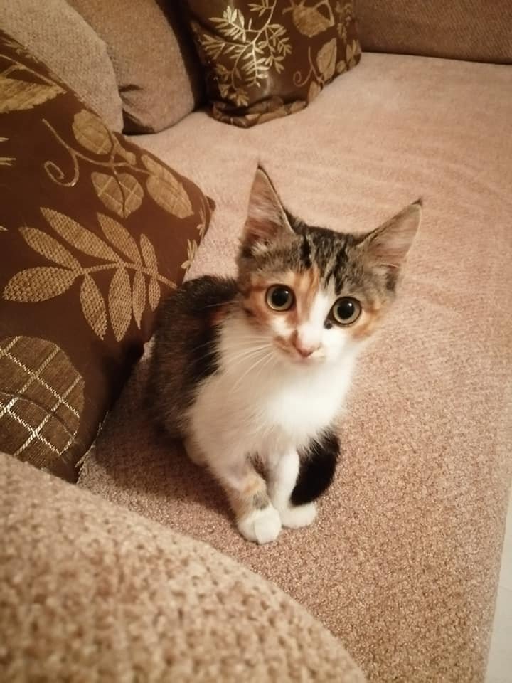 Смотрит на тебя, как на хозяина