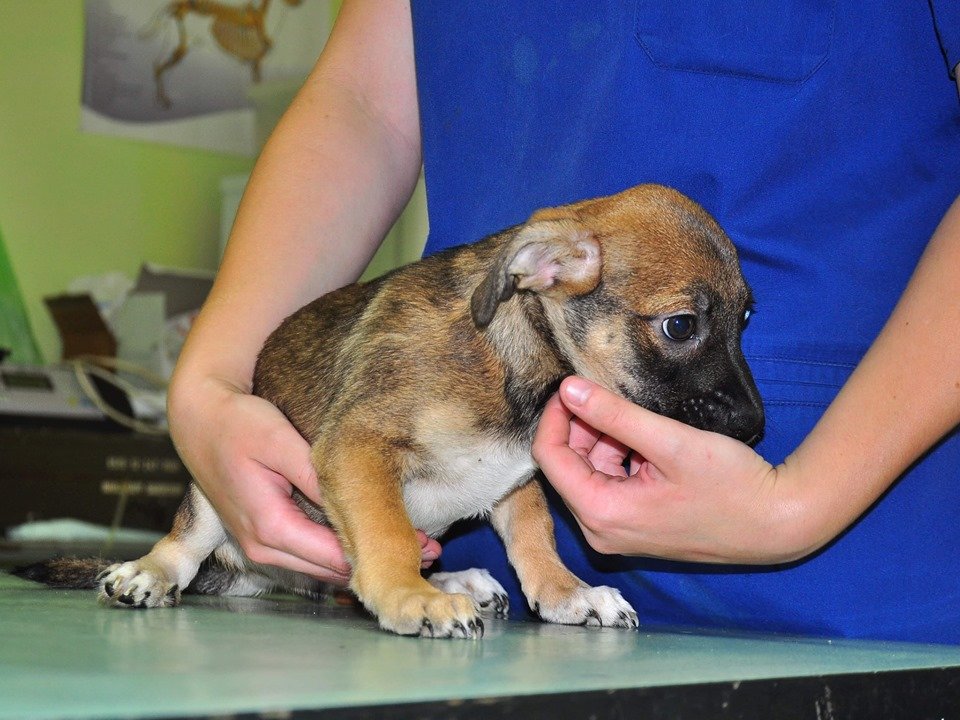 Милашка Хатико