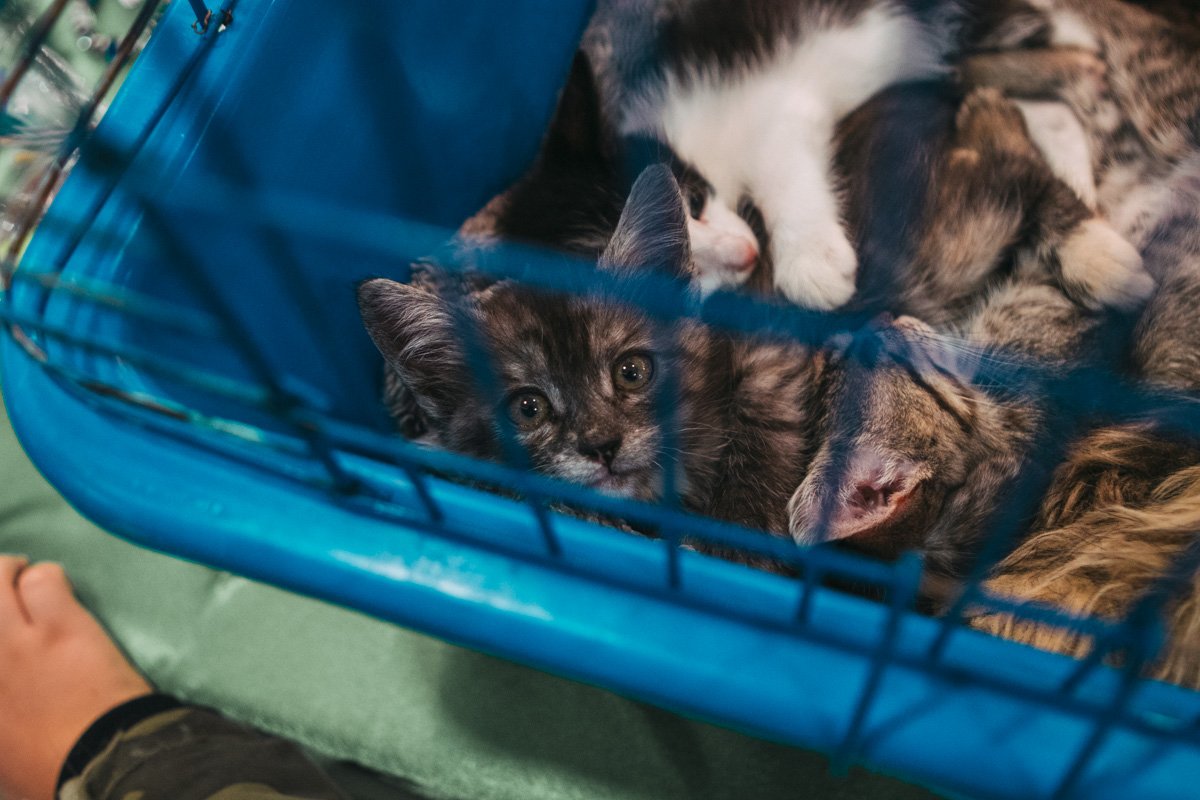 Можно забрать всех? Можно забрать всех?