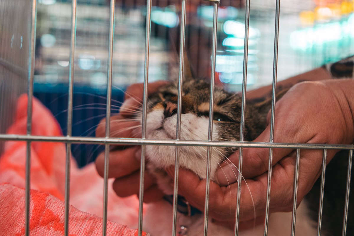 Замурчательный друг Замурчательный друг