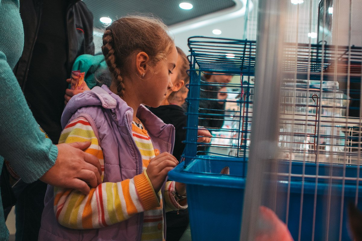 В акции принимают участие около 30 котов В акции принимают участие около 30 котов