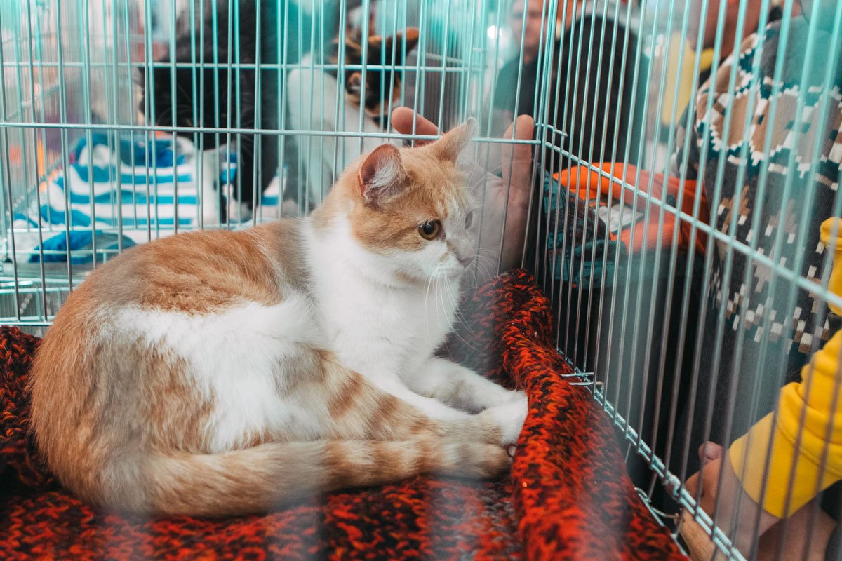 Пирожочек Пирожочек