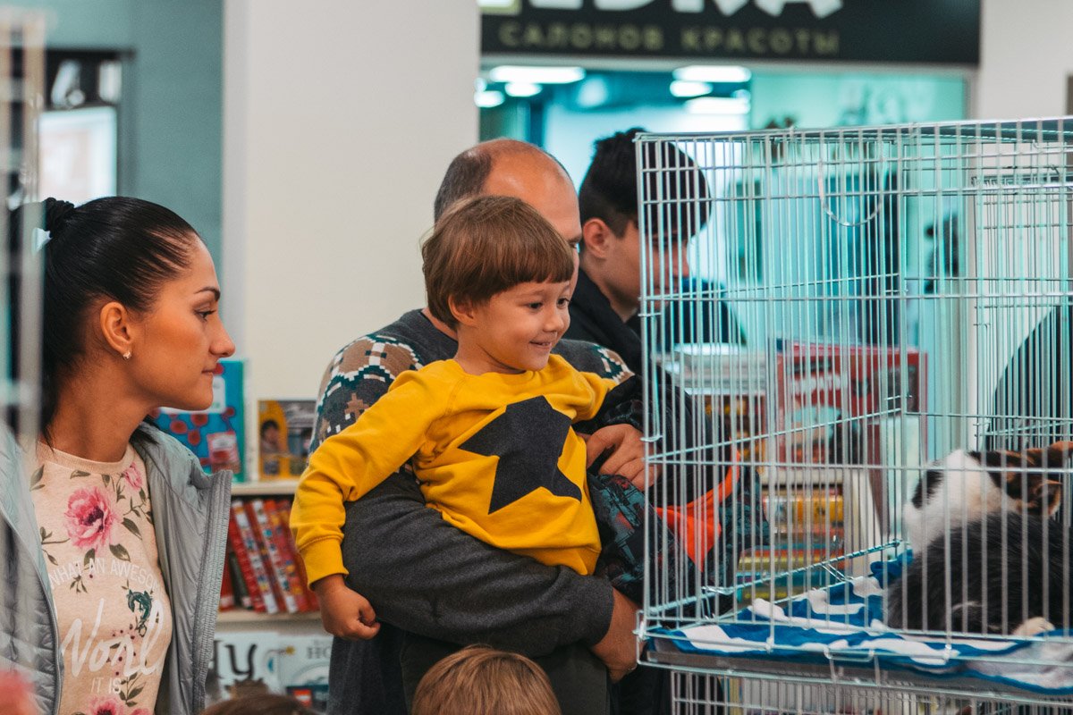 Котята здоровы и привиты Котята здоровы и привиты