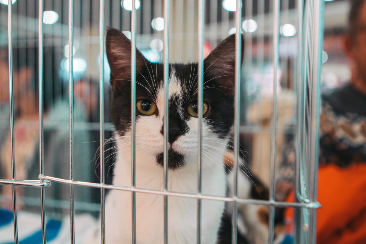 Красавец Красавец