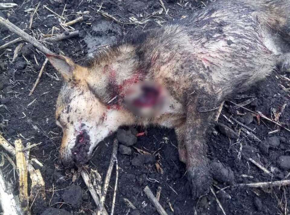 Один из мужчин выстрелил собаке в шею Один из мужчин выстрелил собаке в шею