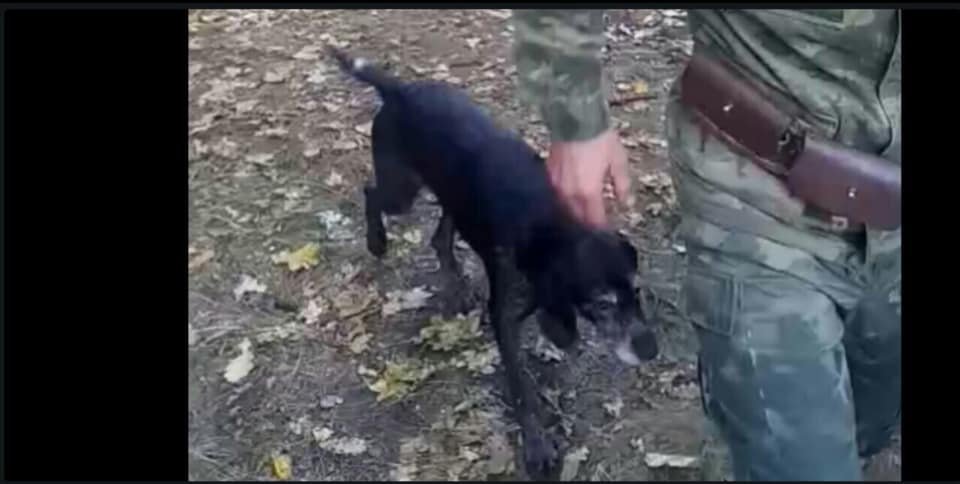 Охотничье псы набросились на собаку рыбака Охотничье псы набросились на собаку рыбака