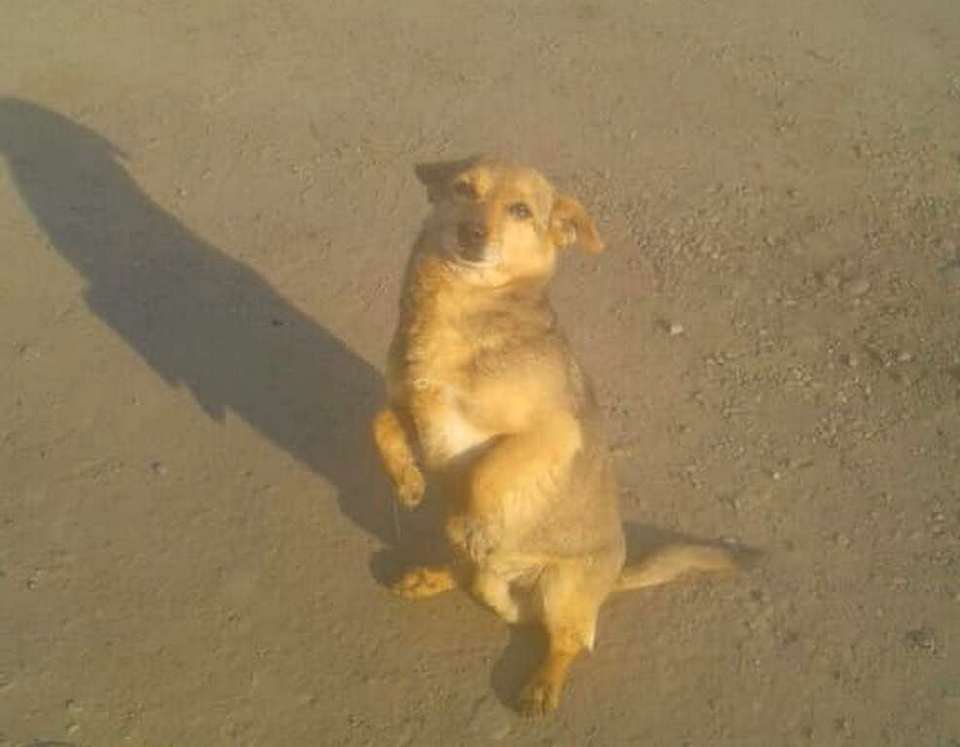 Пират. Еще живой. Пират. Еще живой.