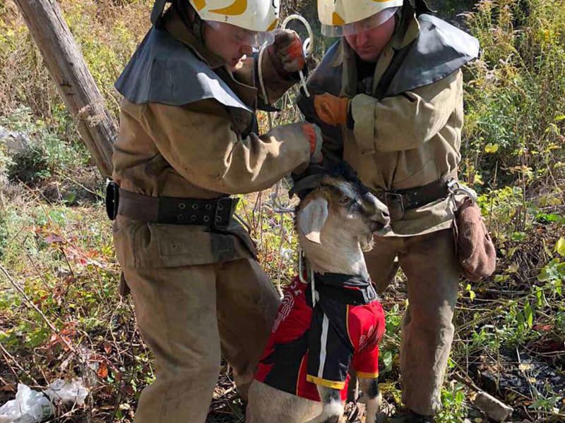 Спасатели доставали козла-хипстера Спасатели доставали козла-хипстера