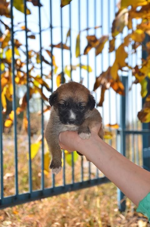 Готов любить вас Готов любить вас