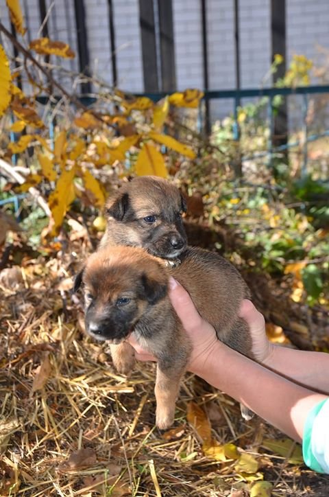 Сильно-сильно Сильно-сильно