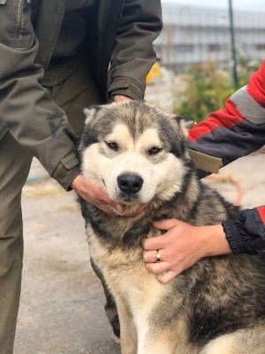 В Днепре пропало много животных: помогите найти 1