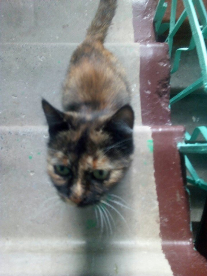 В Днепре пропало много животных: помогите найти 2