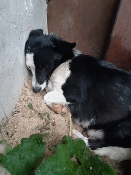 В Днепре пропало много животных: помогите найти 3